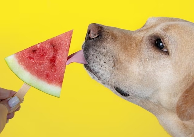 animais - cães - cachorro - se alimenttando - frutas fetrinka freepik