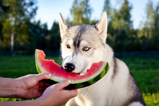 animais - cães - cachorro - se alimenttando - frutas gangster9686 freepik