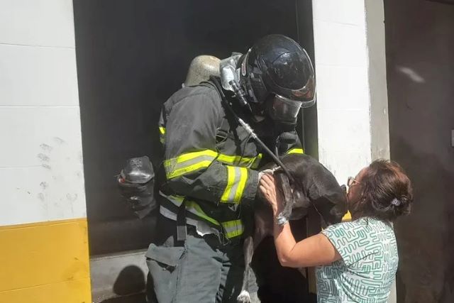 Corpo de Bombeiros resgata 3 cachorros que estavam em lojas atingidas por incêndio