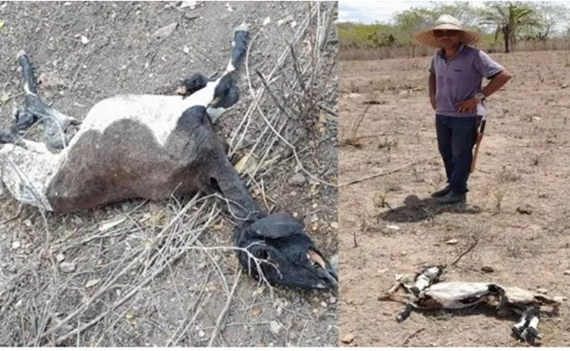Produtor rural desiste de criação de ovinos devido a ataque de cães