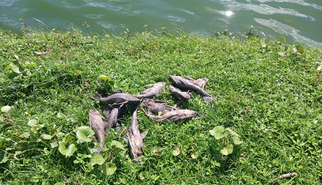 Morte de peixes na Lagoa Grande ft ney silva acorda cidade6