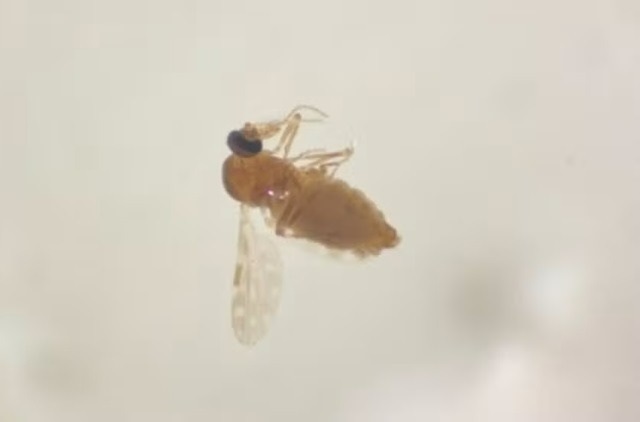arbovírus - mosquito - muruim - fiocruz