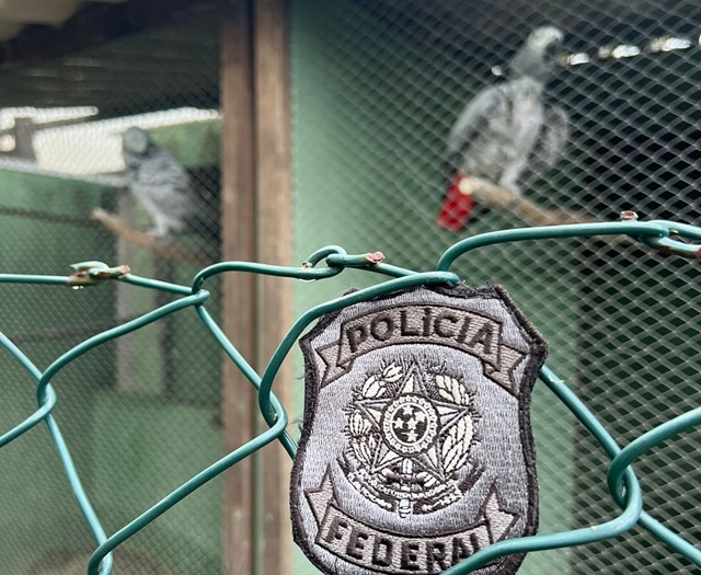 PF deflagra operação em combate ao tráfico de animais em Salvador e região metropolitana