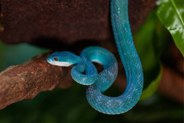 Serpente rara azul