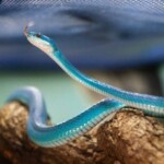 Serpente rara azul