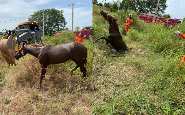 Bombeiros resgatam cavalo preso em fossa no povoado Conquista