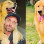 Anac e ministério vão investigar morte de cão em voo da Gol