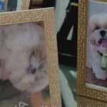 Cão da raça shih-tzu morre após ir para petshop na Bahia