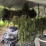 Polícia Militar erradica 10 mil pés de maconha em Monte Santo
