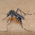 Aedes Aegypt
