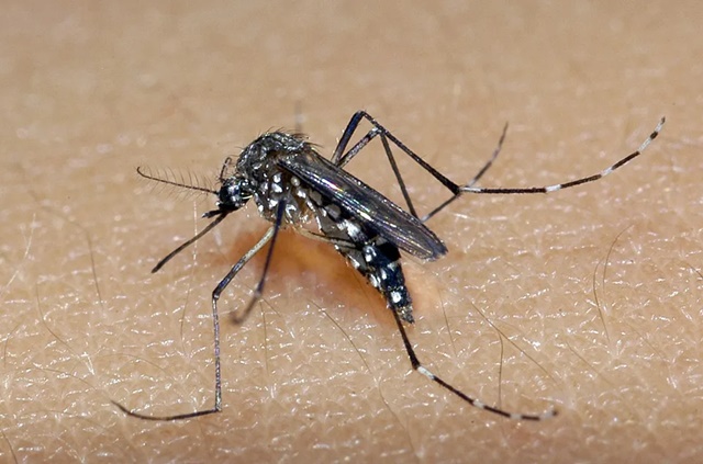 Aedes Aegypt