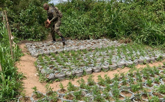 Polícia Federal realiza erradicação de plantios de maconha no norte da Bahia