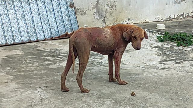 Cães abandonados no distrito de Maria Quitéria preocupam comunidade há mais de seis meses