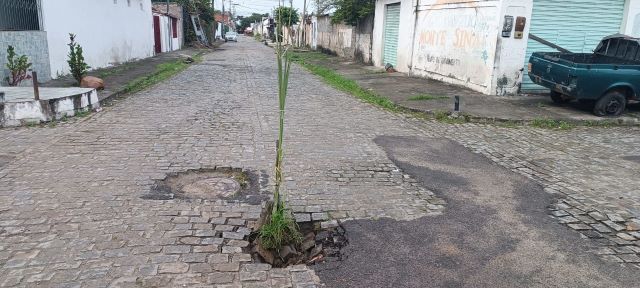 Buraco com pé de Cana-de-açúcar na Rua Maguari, Parque Ipê